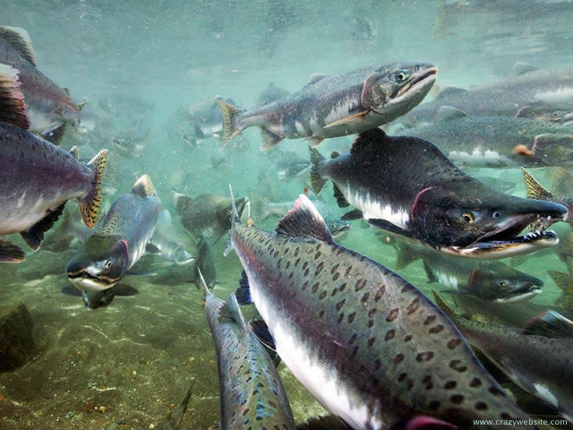 Fish group swimming water person #2 free wallpaper - medium preview image