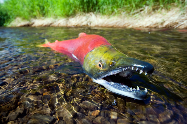 Fish mouth open river rocks free wallpaper - medium preview image