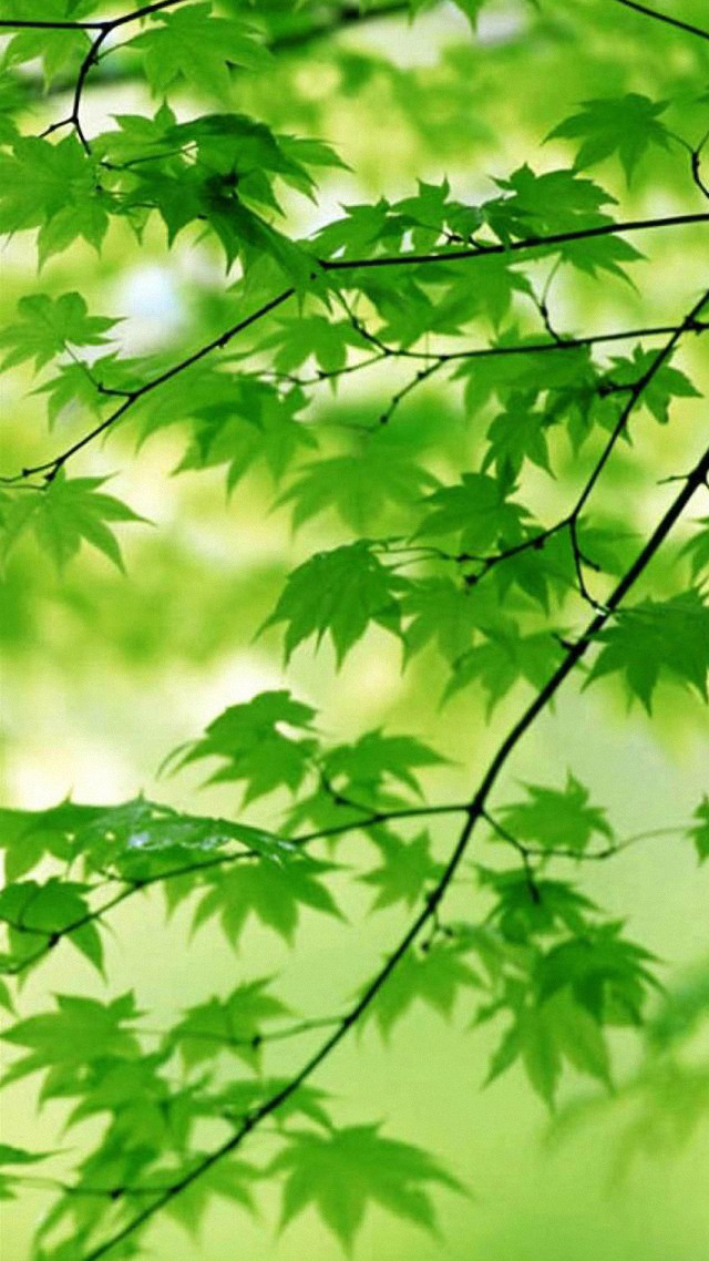 Green tree leaves blurry background free wallpaper - medium preview image
