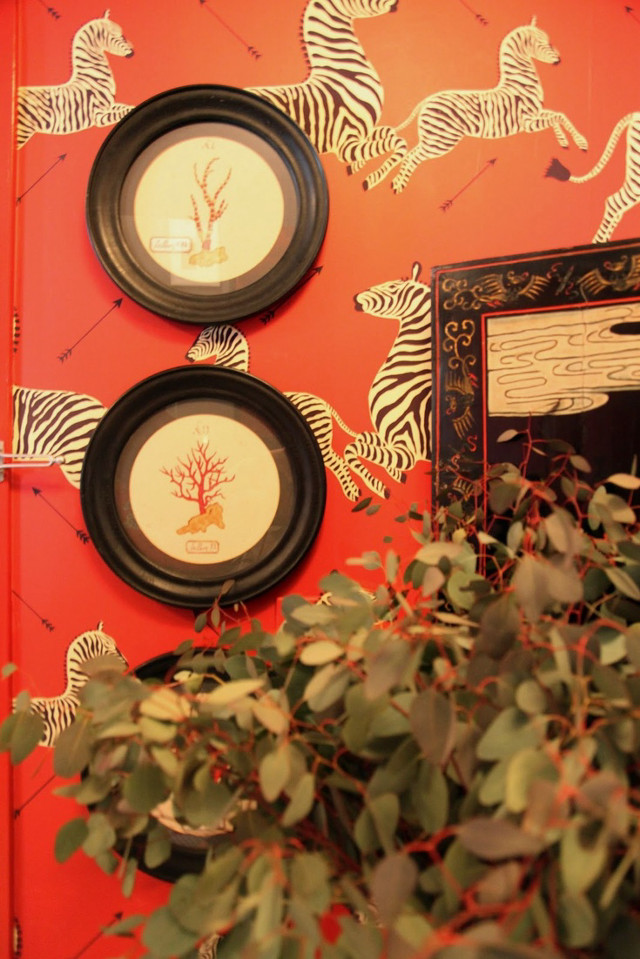 Red wall zebras mirror plant free wallpaper - medium preview image