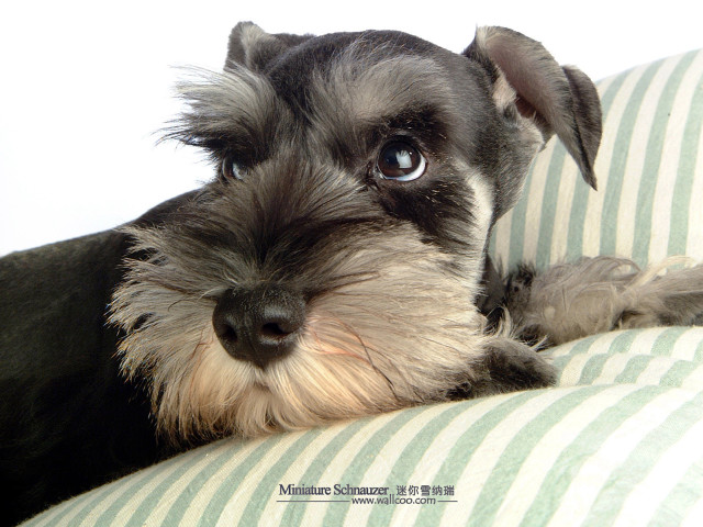 Dog couch striped pillow black free wallpaper - medium preview image