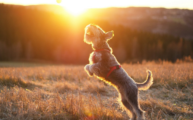 Dog jumping frisbee field sunset free wallpaper - medium preview image
