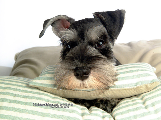 Small dog pillow bed looking free wallpaper - medium preview image