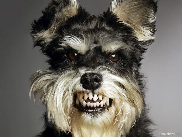 Dog smile fur lion portrait free wallpaper - medium preview image