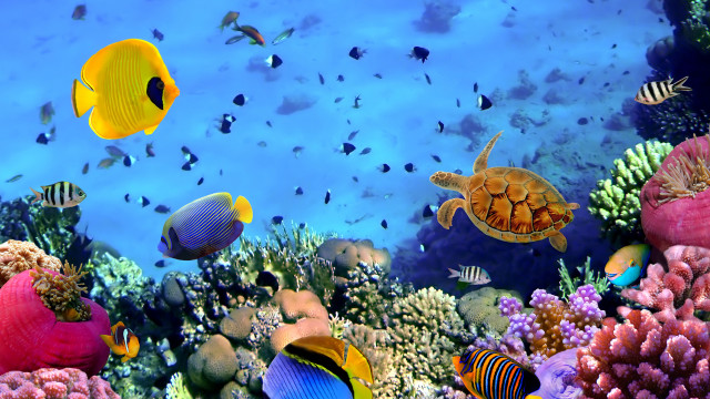 Fish swimming coral reef ocean free wallpaper - medium preview image