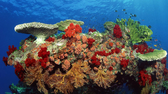 Coral reef variety corals seaweeds free wallpaper - medium preview image