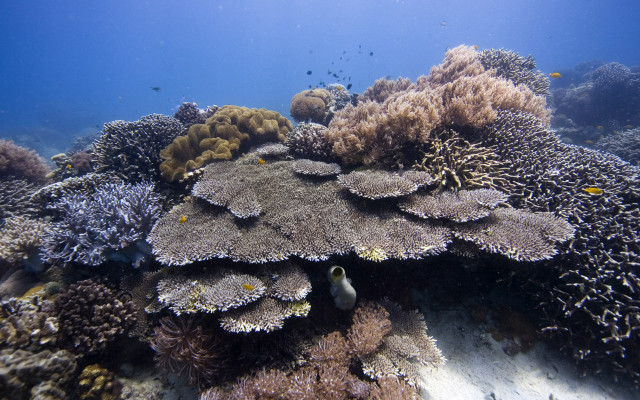 Coral reef fish swimming surface free wallpaper - medium preview image