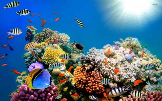 Colorful coral reef fish sunlight free wallpaper - medium preview image