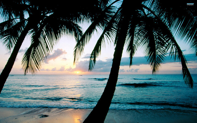 Palm trees beach ocean sunset #2 free wallpaper - medium preview image
