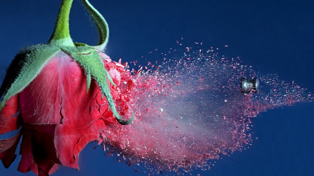 Flower water sprinkle bird flying free wallpaper for desktop - medium preview image