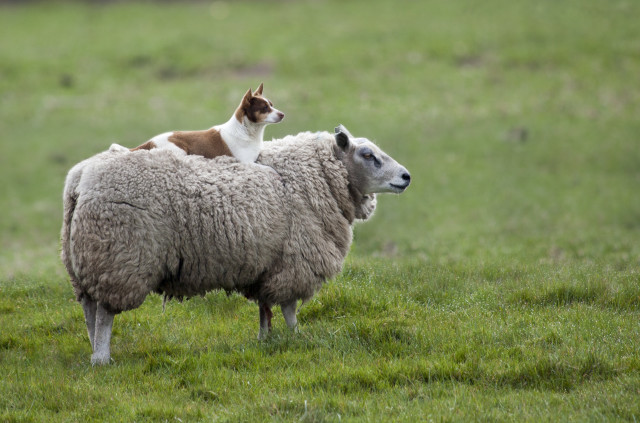 Dog sitting sheep field grass free wallpaper - medium preview image