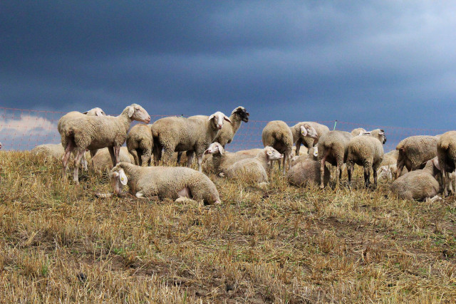 Sheep herd hillside grass cloudy free wallpaper - medium preview image