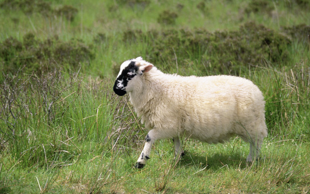 Sheep black face grass field free wallpaper - medium preview image
