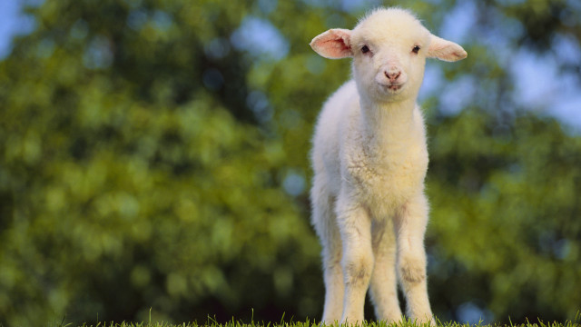 Small lamb lush green field #2 free wallpaper - medium preview image