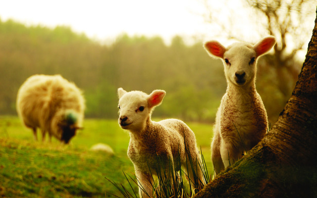 Sheep tree field grass background free wallpaper - medium preview image