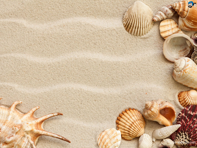 Sea shells sandy beach blue free wallpaper - medium preview image