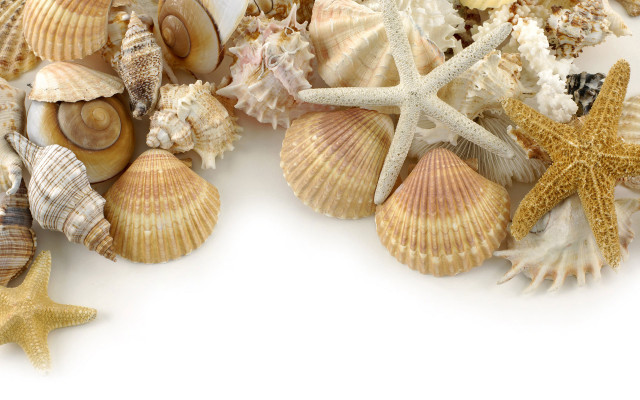 Sea shells starfish white background free wallpaper - medium preview image