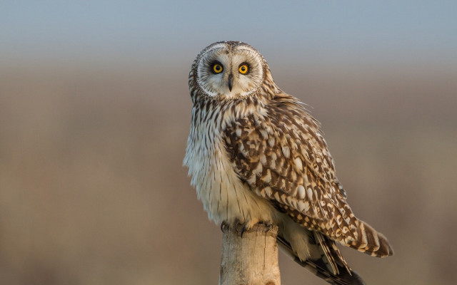 Small owl wooden stick grass #2 free wallpaper - medium preview image