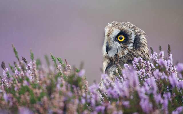 Owl purple flowers grass yellow free wallpaper - medium preview image