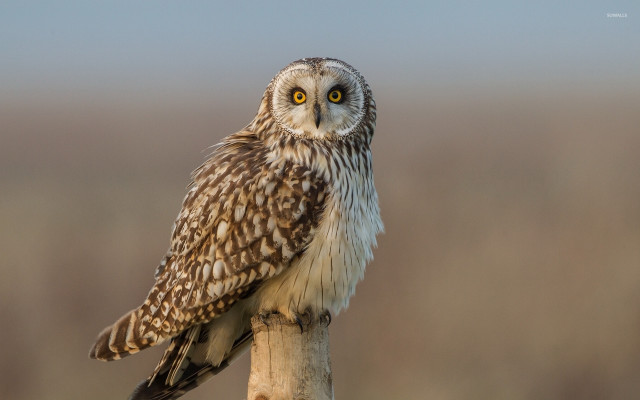 Small owl wooden stick grass free wallpaper - medium preview image
