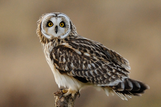 Small owl brown background yellow free wallpaper - medium preview image