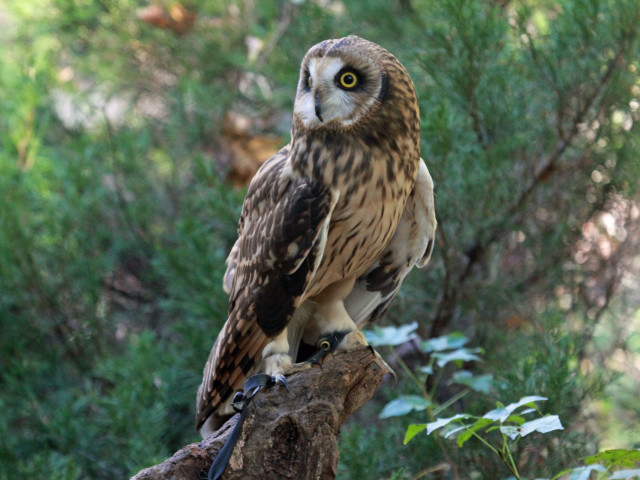 Bird perched branch forest trees free wallpaper - medium preview image