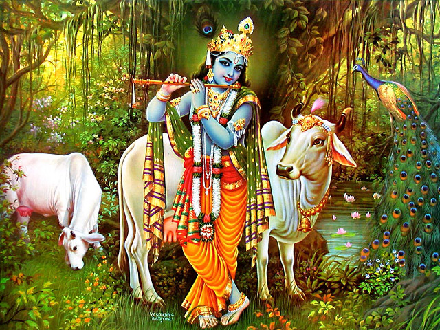 Man flute cows forest peacock free wallpaper - medium preview image