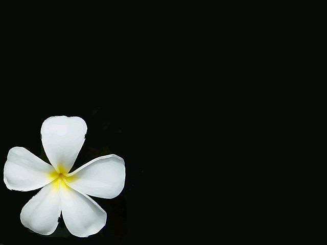 White flower yellow center reflection free wallpaper - medium preview image