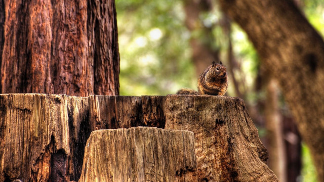 Squirrel sitting tree stump woods free wallpaper - medium preview image