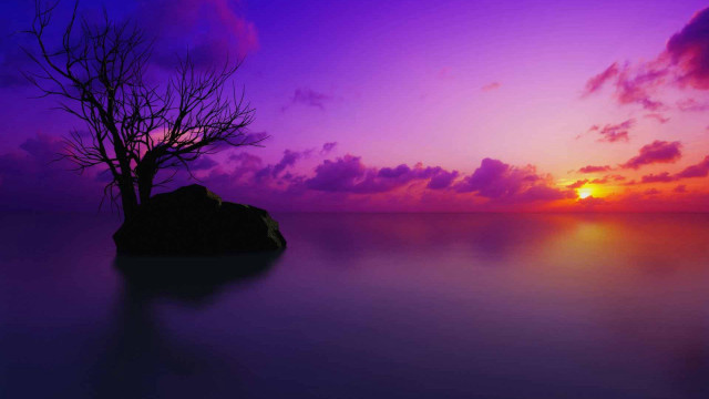 Lone tree silhouette purple sunset #2 free wallpaper - medium preview image