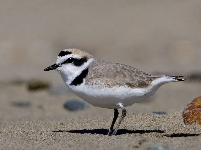 Small bird sandy beach rock free wallpaper - medium preview image