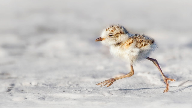 Small bird snow field blurry free wallpaper - medium preview image