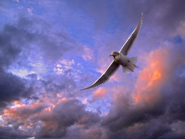 White bird red beak flying free wallpaper - medium preview image