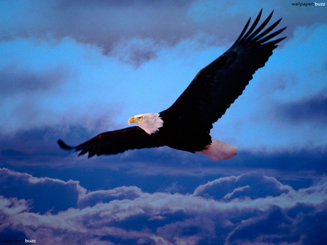 Bald eagle soaring sky clouds free wallpaper - medium preview image