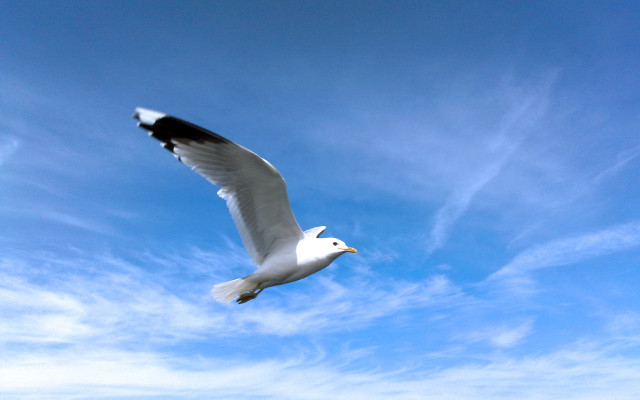 White bird flying blue sky free wallpaper - medium preview image