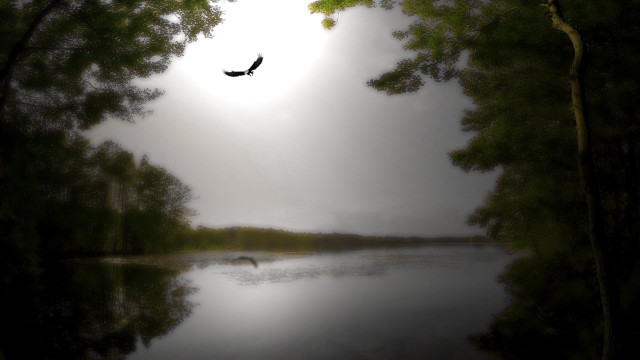 Bird flying lake trees forest free wallpaper - medium preview image