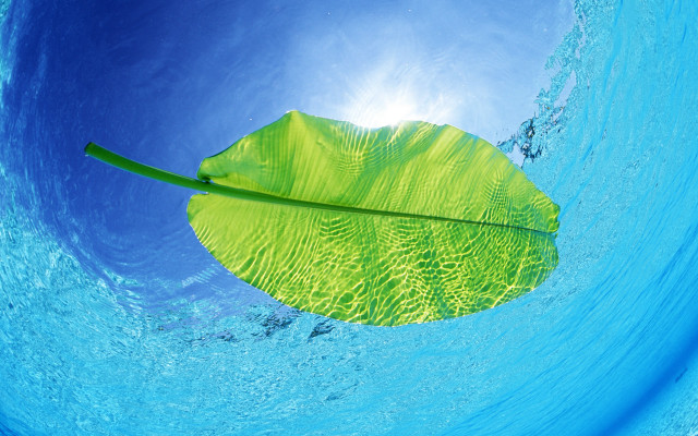 Leaf floating water blue sky #2 free wallpaper - medium preview image