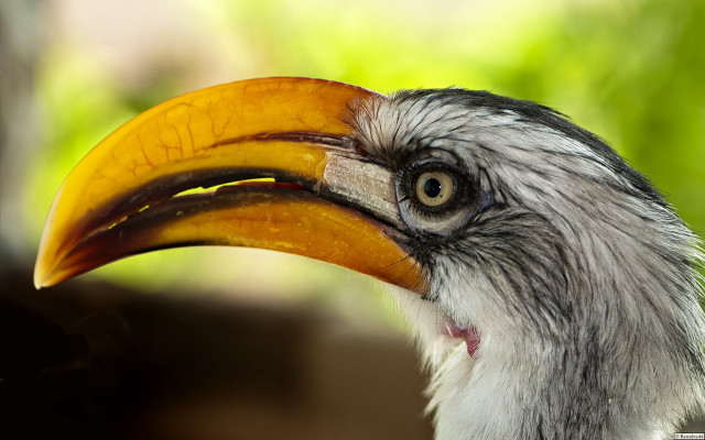 Bird beak black head yellow free wallpaper - medium preview image