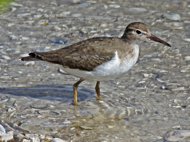 Bird standing shallow water beach free wallpaper - medium preview image