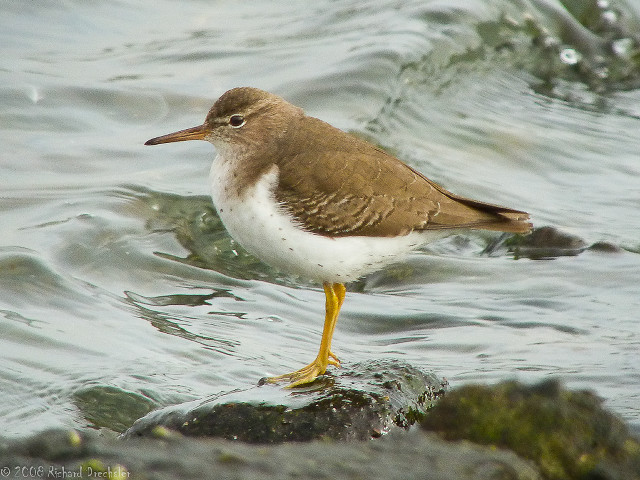 Bird rock water shore beach free wallpaper - medium preview image