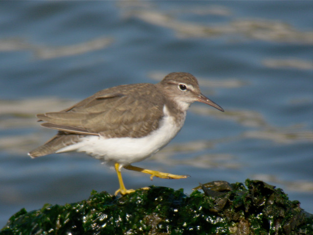Bird standing rock water shore free wallpaper - medium preview image
