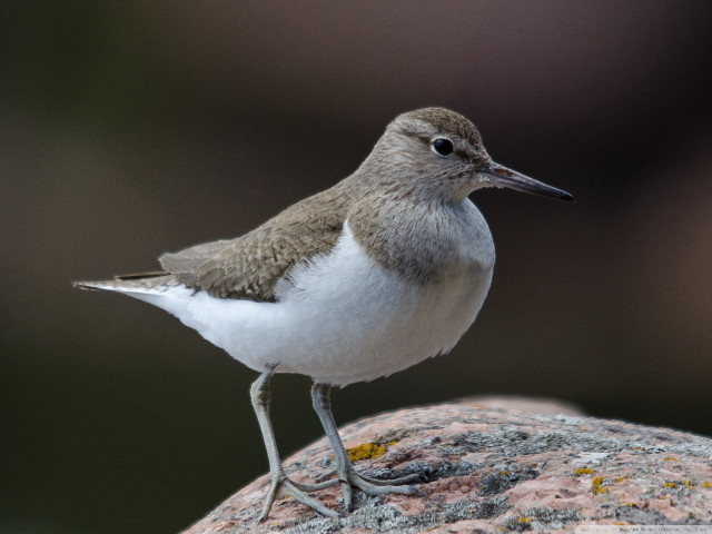 Small bird rock blurry background free wallpaper - medium preview image