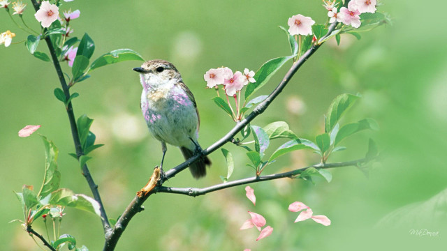 Bird branch cherry blossoms green free wallpaper - medium preview image