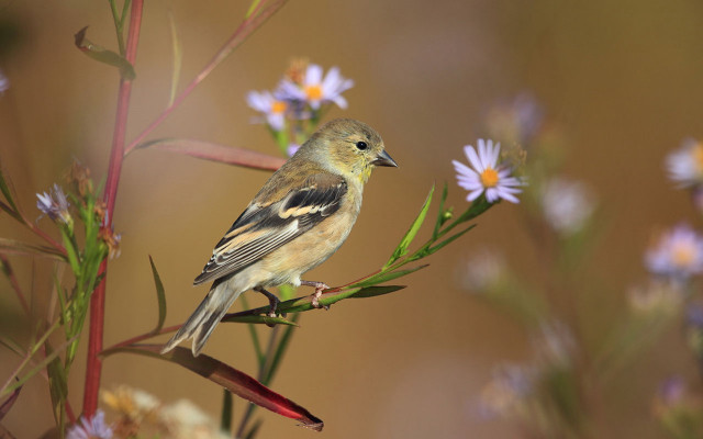 Bird branch flower bokeh macro free wallpaper - medium preview image