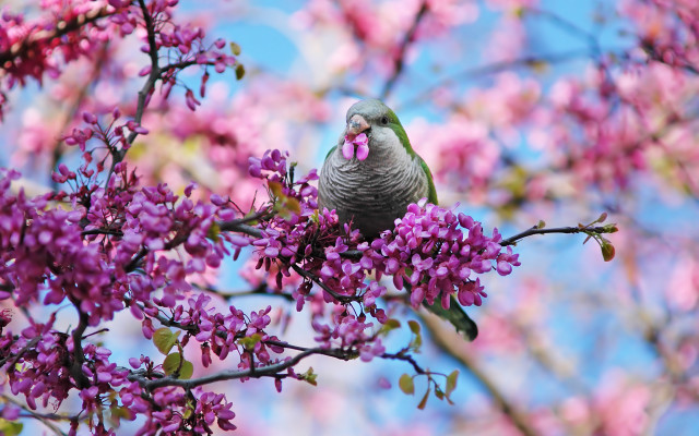Bird branch purple flowers blue #2 free wallpaper - medium preview image