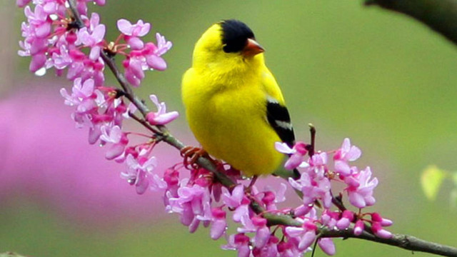 Yellow bird branch purple flowers free wallpaper - medium preview image