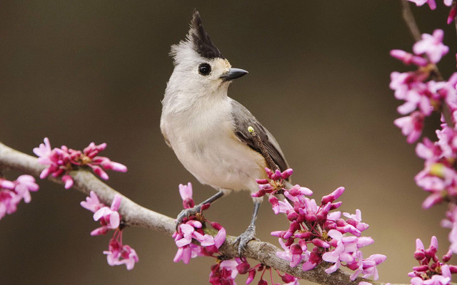 Bird branch pink flowers blurry #3 free wallpaper - medium preview image