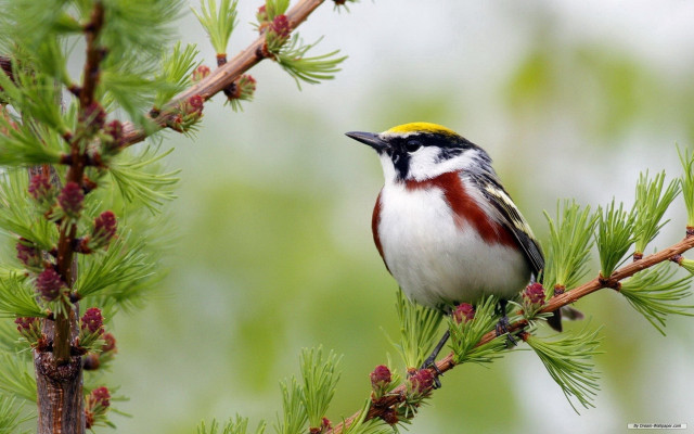 Bird perched pine tree cones free wallpaper - medium preview image