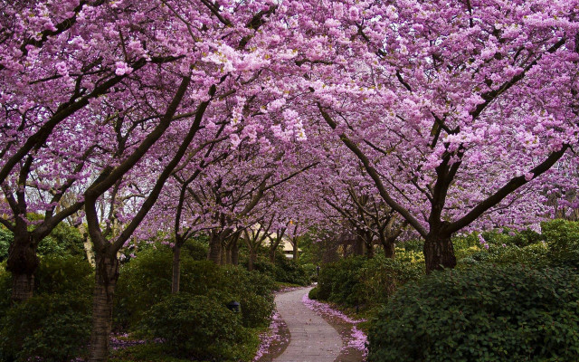 Pathway lined with trees purple free wallpaper - medium preview image
