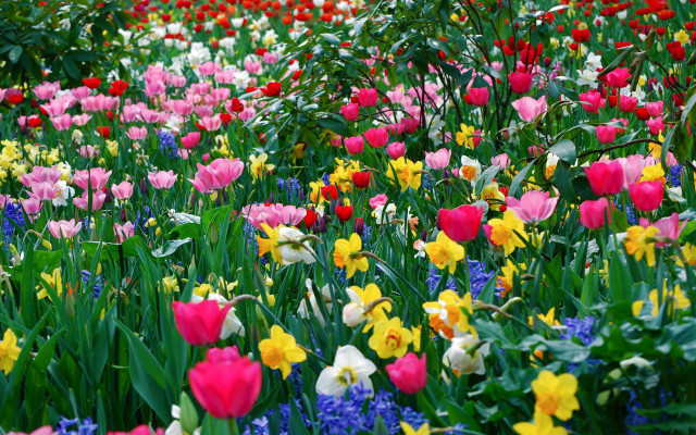 Colorful flowers red sky background free wallpaper - medium preview image